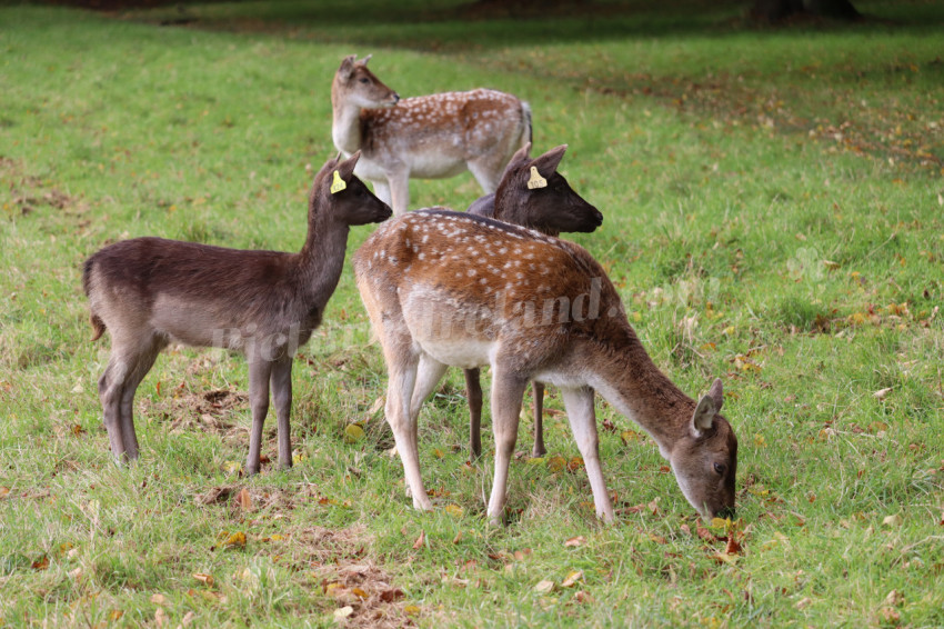 Deers in Phoenix Park in Dublin