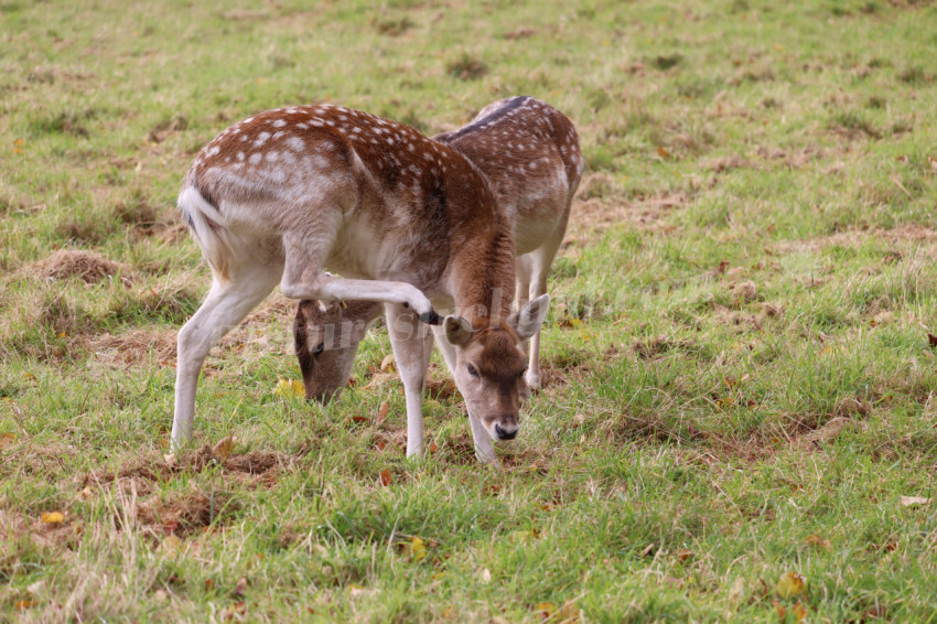 Deers in Phoenix Park in Dublin