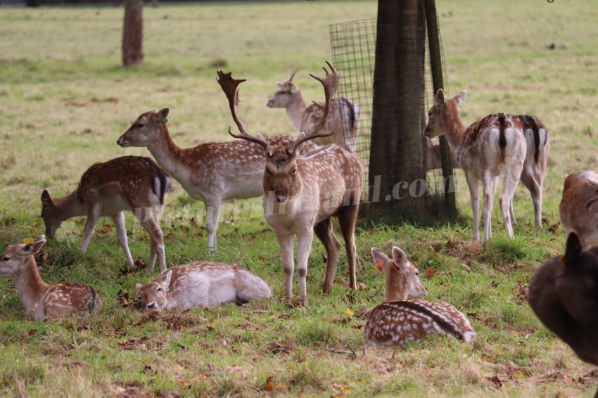 Deers in Phoenix Park in Dublin