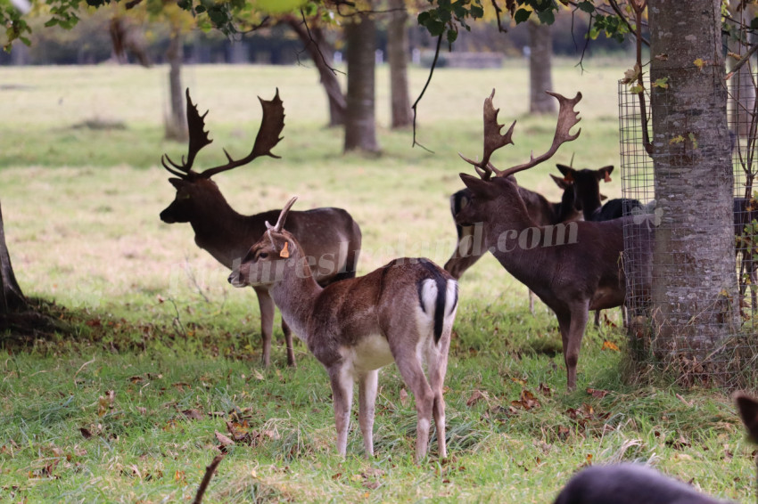 Deers in Phoenix Park in Dublin