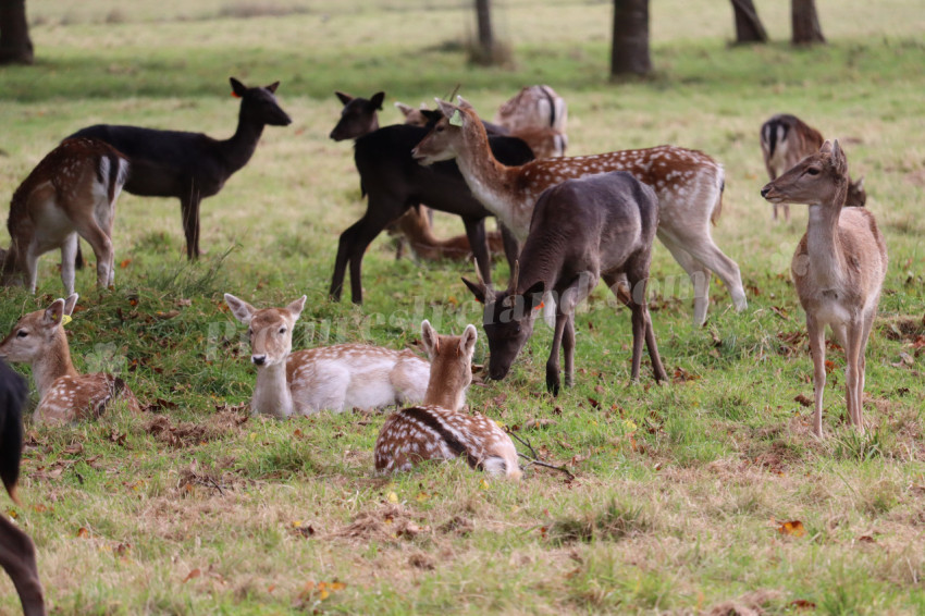 Deers in Phoenix Park in Dublin