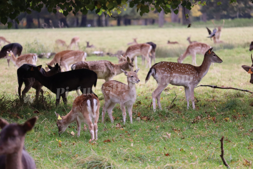 Deers in Phoenix Park in Dublin