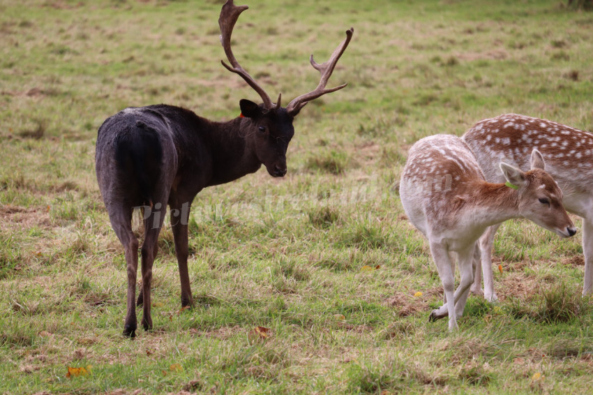 Deers in Phoenix Park in Dublin