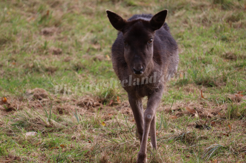 Deers in Phoenix Park in Dublin