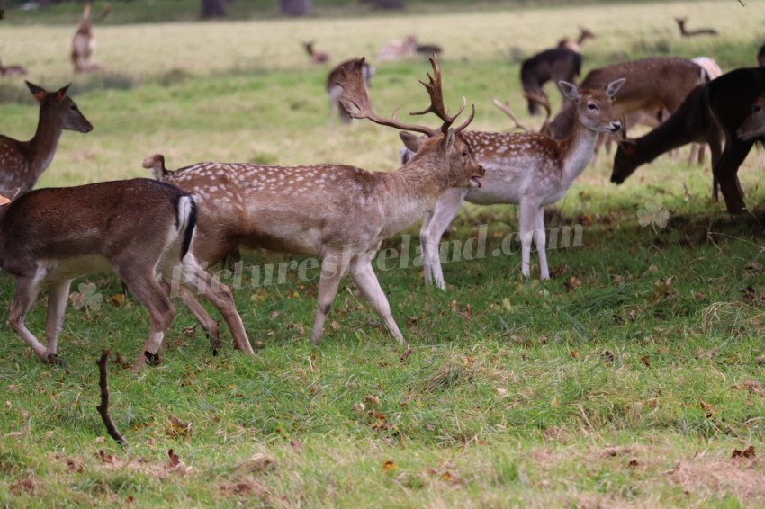 Deers in Phoenix Park in Dublin