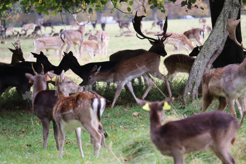 Deers in Phoenix Park in Dublin