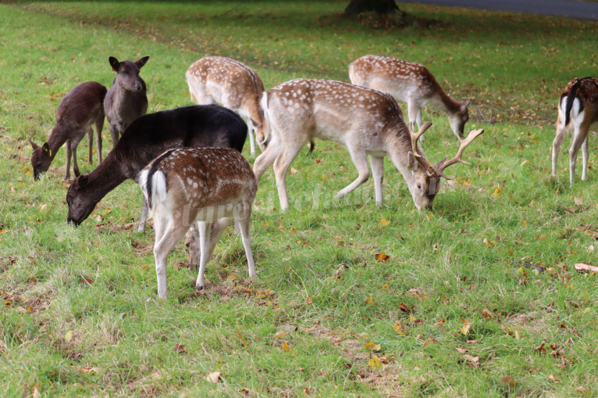 Deers in Phoenix Park in Dublin