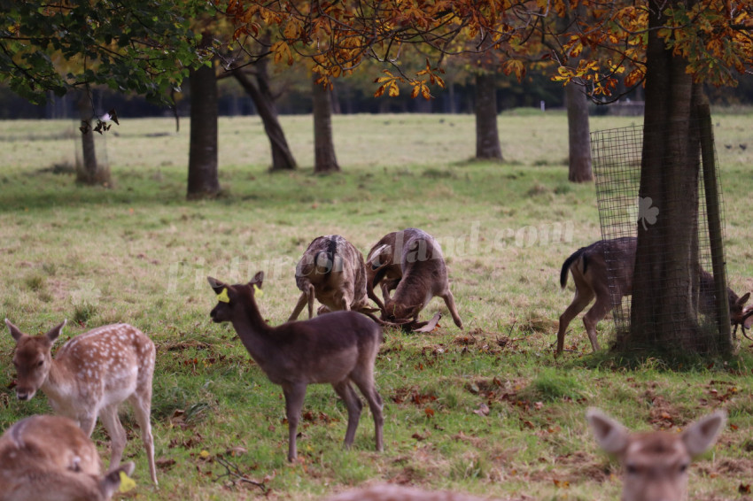 Deers in Phoenix Park in Dublin