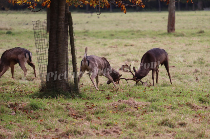 Deers in Phoenix Park in Dublin