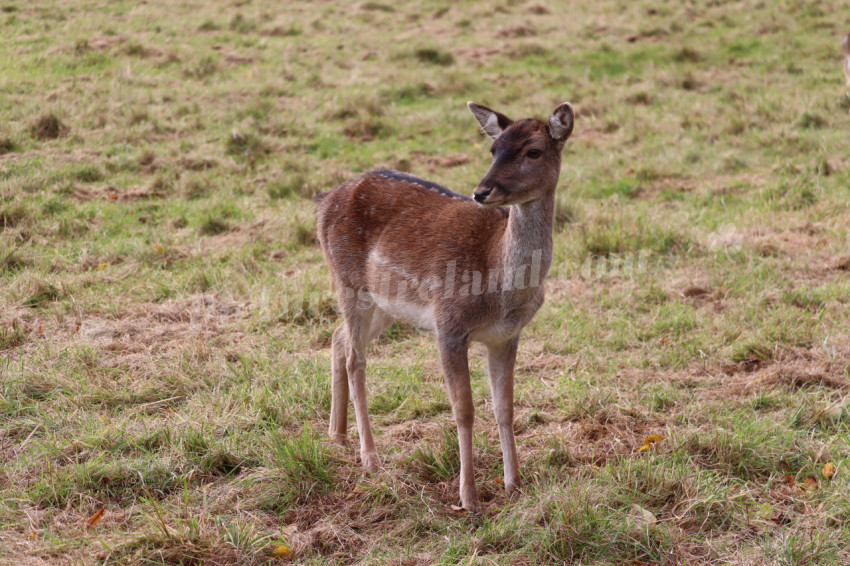 Deers in Phoenix Park in Dublin