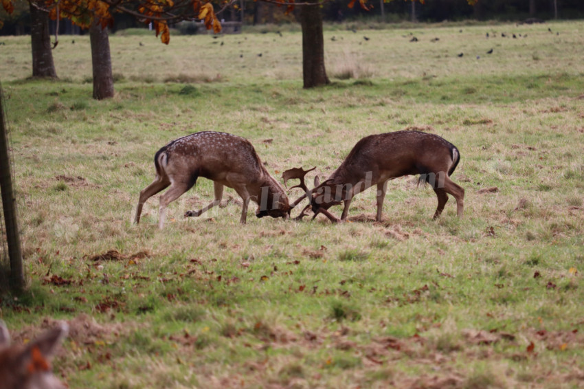 Deers in Phoenix Park in Dublin