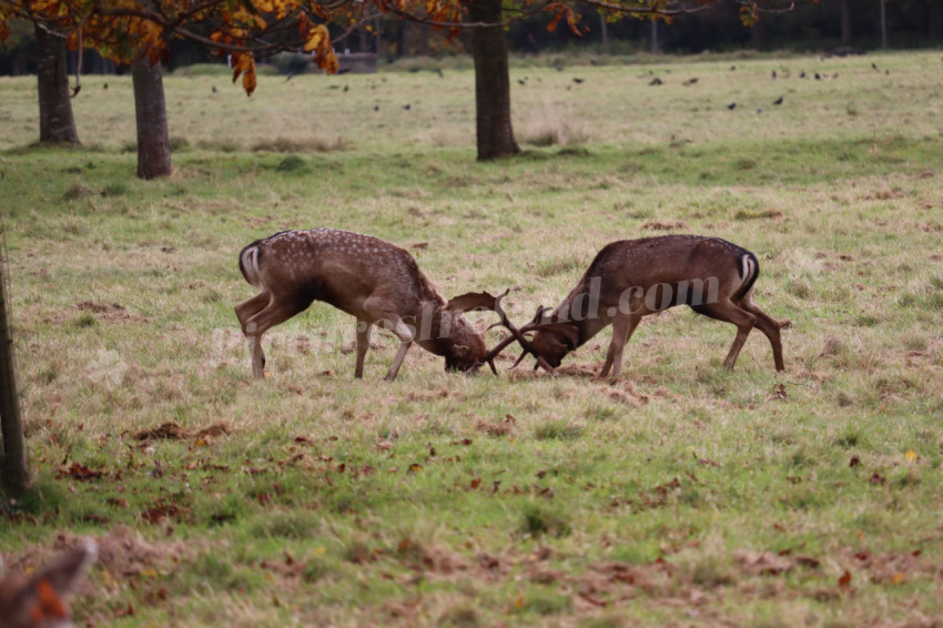 Deers in Phoenix Park in Dublin