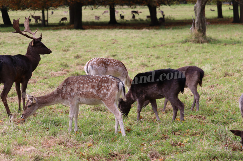 Deers in Phoenix Park in Dublin