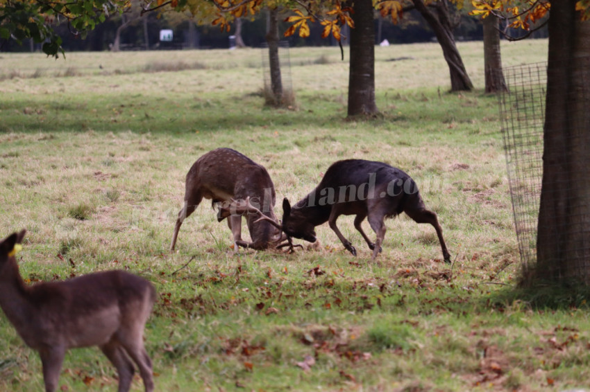 Deers in Phoenix Park in Dublin