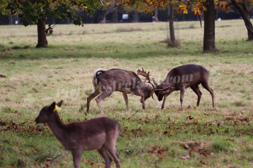 Deers in Phoenix Park in Dublin