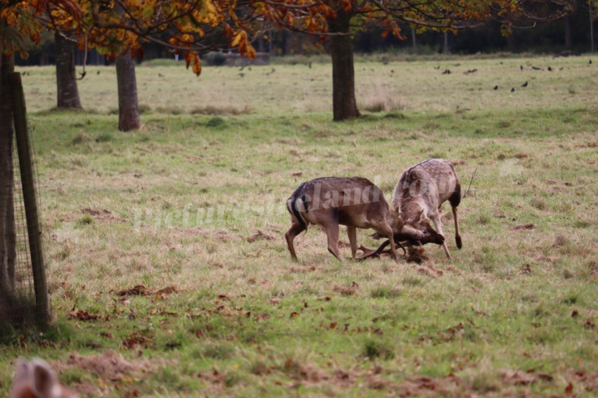 Deers in Phoenix Park in Dublin