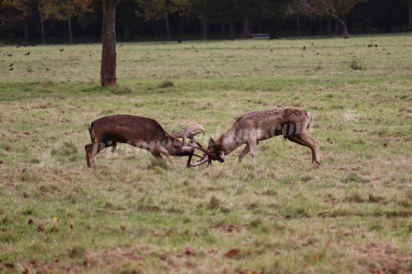 Deers in Phoenix Park in Dublin