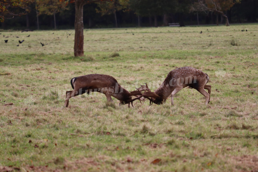 Deers in Phoenix Park in Dublin