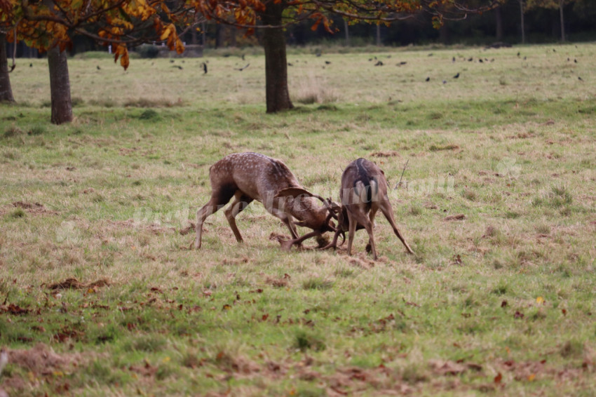 Deers in Phoenix Park in Dublin