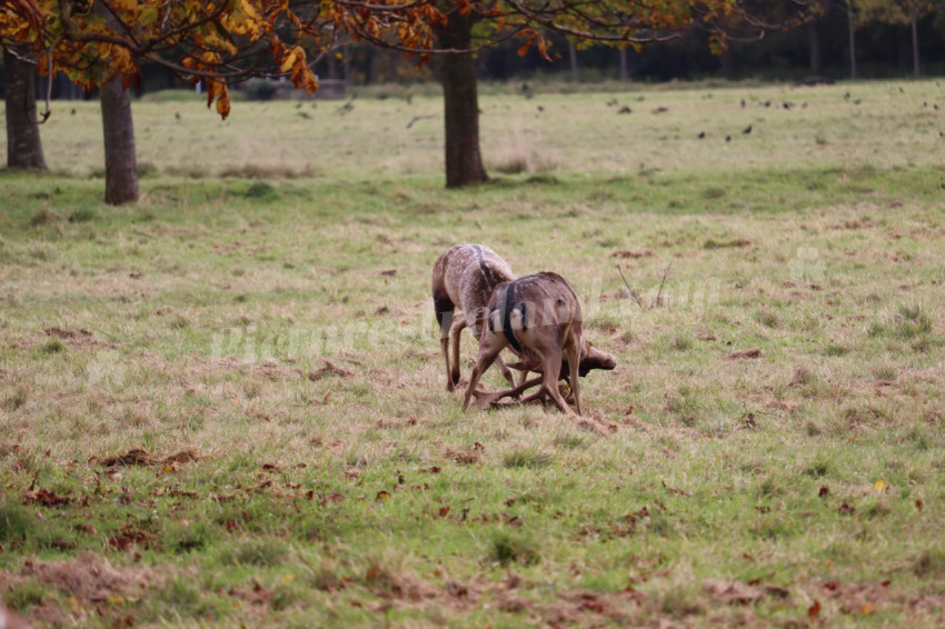 Deers in Phoenix Park in Dublin