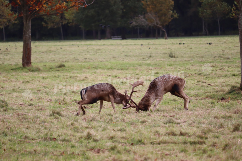 Deers in Phoenix Park in Dublin