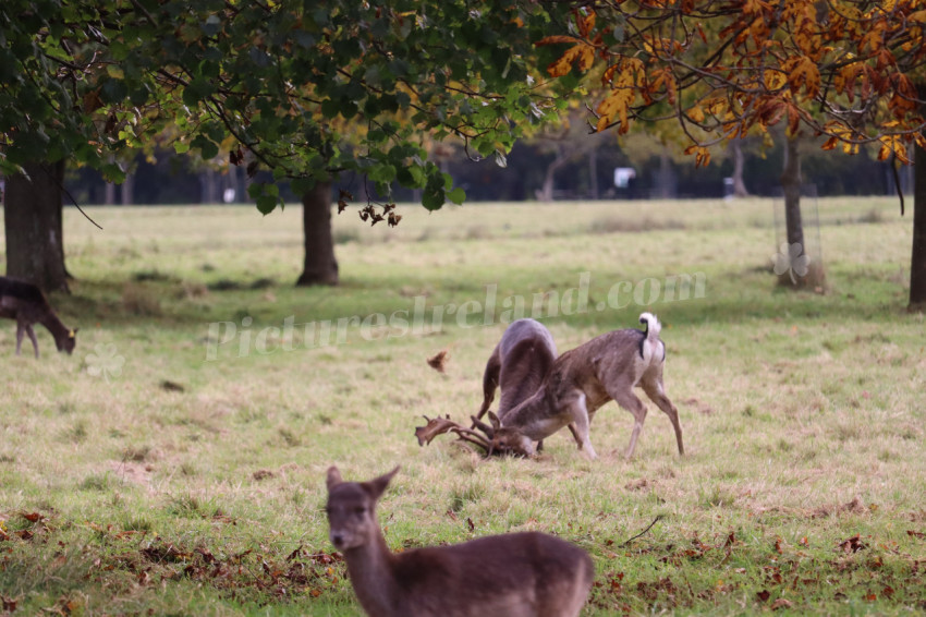 Deers in Phoenix Park in Dublin