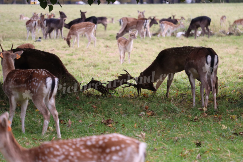 Deers in Phoenix Park in Dublin