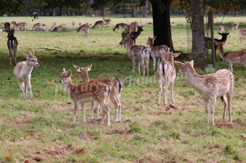 Deers in Phoenix Park in Dublin