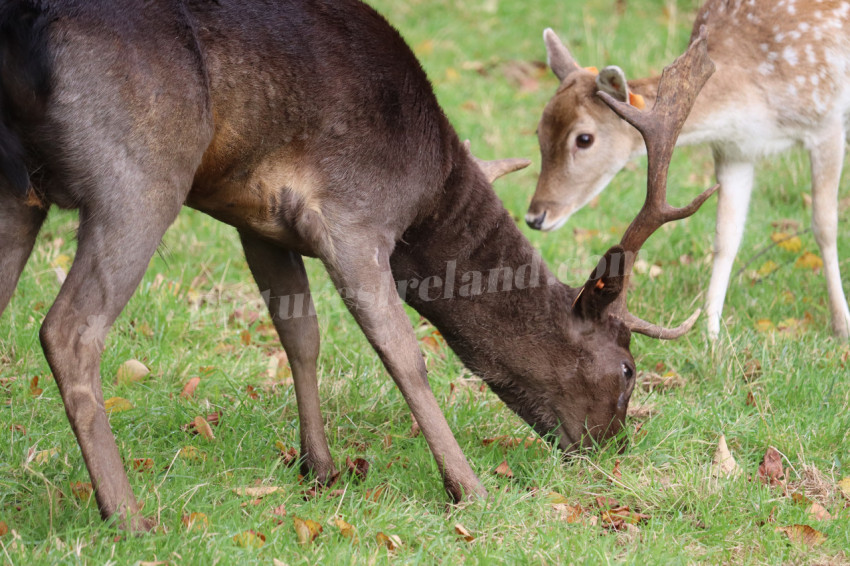 Deers in Phoenix Park in Dublin