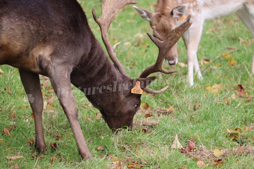 Deers in Phoenix Park in Dublin