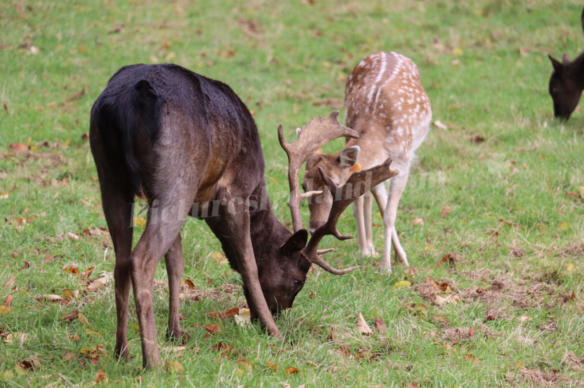 Deers in Phoenix Park in Dublin