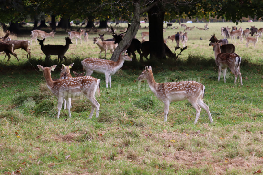 Deers in Phoenix Park in Dublin