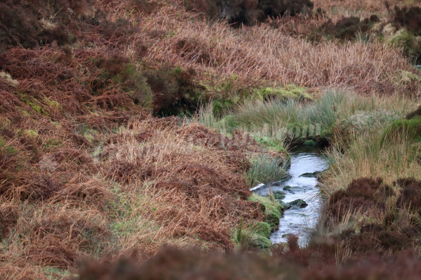 Wicklow Mountains Ireland