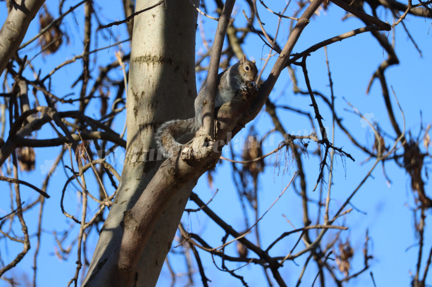 Grey squirrel in Ireland