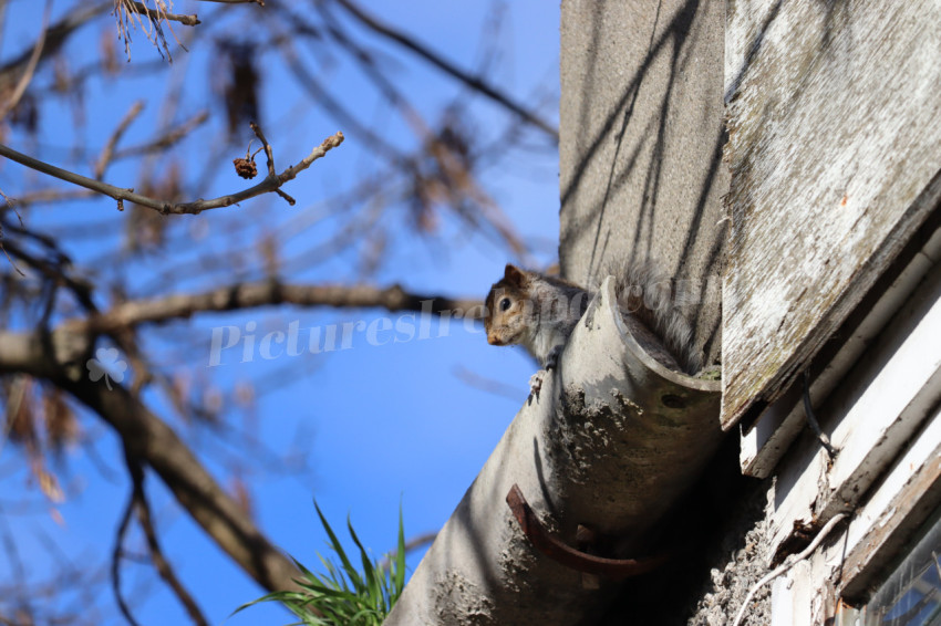 Grey squirrel in Ireland