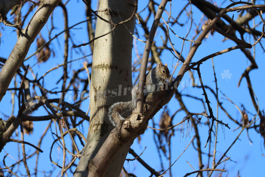 Grey squirrel in Ireland