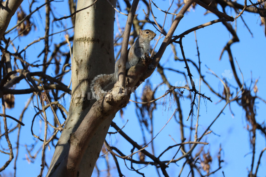 Grey squirrel in Ireland