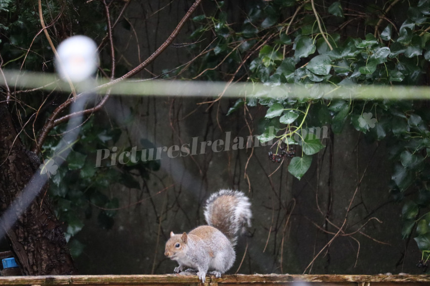 Grey squirrel in Ireland