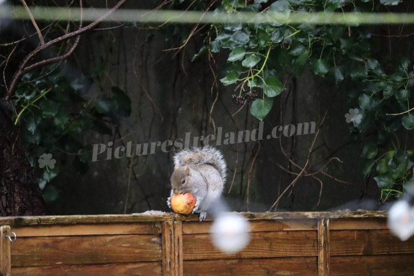 Grey squirrel in Ireland