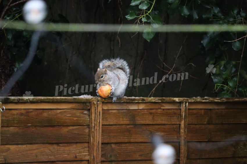 Grey squirrel in Ireland