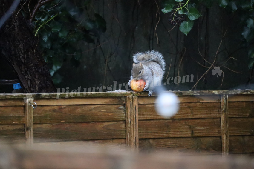 Grey squirrel in Ireland