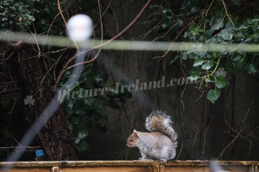 Grey squirrel in Ireland