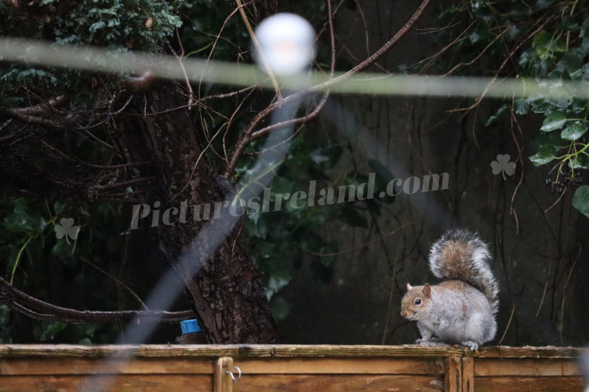 Grey squirrel in Ireland