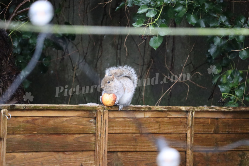 Grey squirrel in Ireland