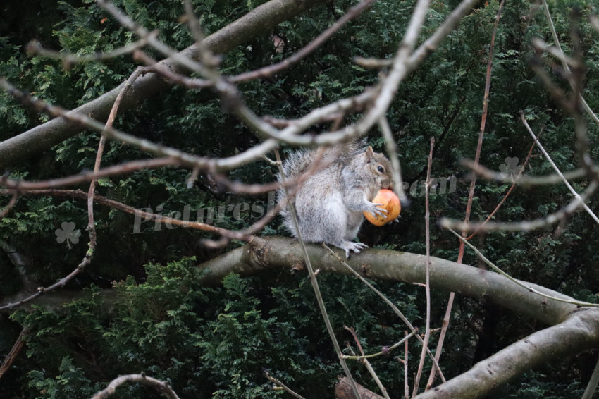 Grey squirrel in Ireland