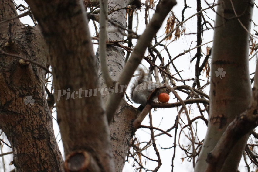 Grey squirrel in Ireland