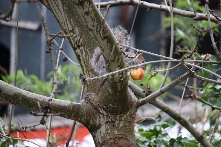 Grey squirrel in Ireland