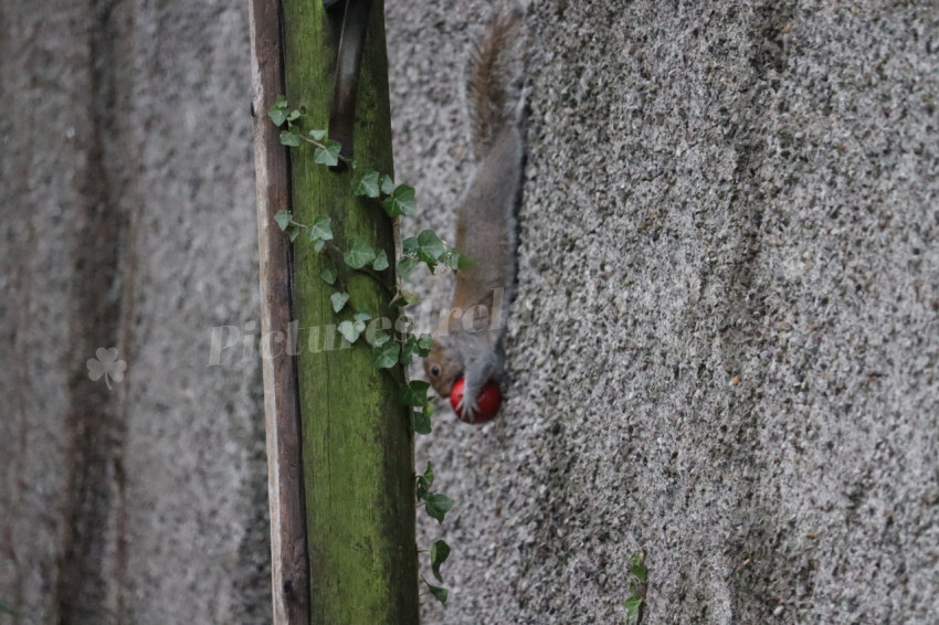 Grey squirrel in Ireland