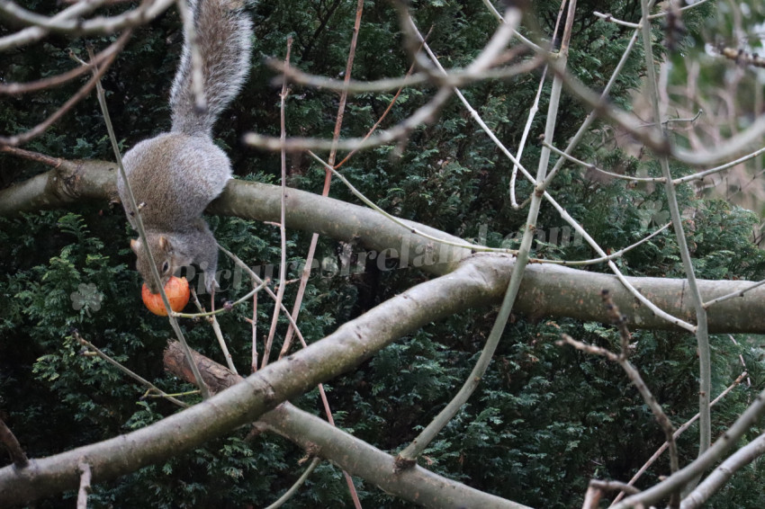 Grey squirrel in Ireland
