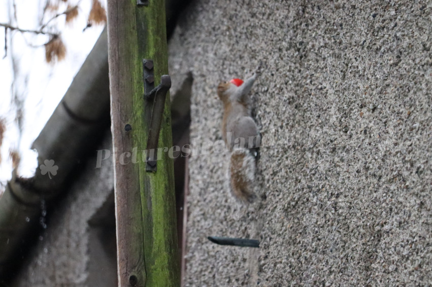 Grey squirrel in Ireland